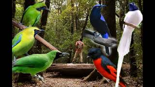 Download Lagu Suara pikat burung ribut MP3