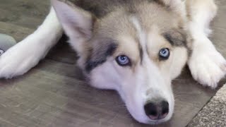 Live Christmas Mail Unboxing And Q&A With Snow Dogs Vlogs