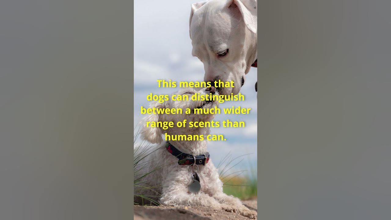 Fun Facts About Man's Best Friend shorts dog doglover funfacts 