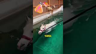 Atı Neden Suya Soktular?