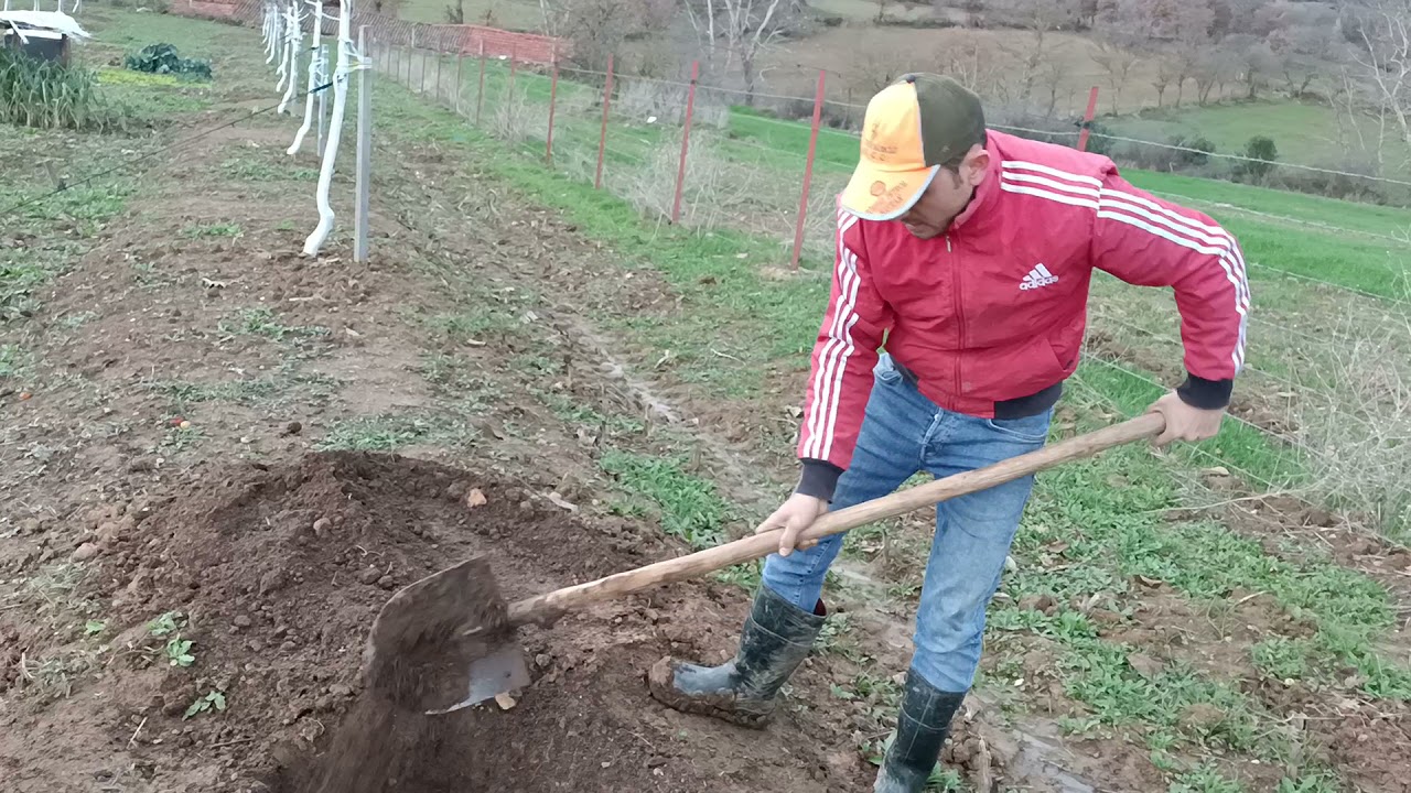 65- Ceviz Fidanı Nasıl Dikilir? Dikimde Nelere Dikkat Edilmelidir?  Planting Walnut Saplings...