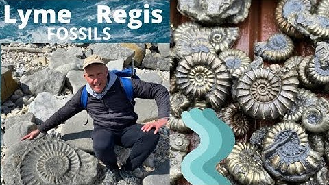 Fossil Ammonite Preparation