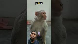 पढ़ा लिखा बंदर ??comedy realfools vikramcomedyvideo surajroxfunnyvibeo vikramfunnyvideo