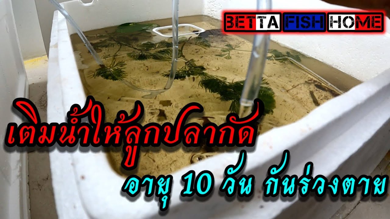 วิธีเปลี่ยนน้ำลูกปลากัด อายุ 10 วัน ใช้วิธีแบบเติมน้ำ ทำง่ายๆ ป้องกันลูกปลากัดร่วงตาย