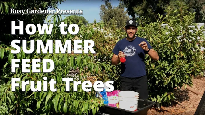 Your Fruit Trees are HUNGRY in Summer - FEED THEM! | Back Yard Orchard (4th season) - DayDayNews