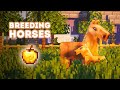 Breeding My Horses