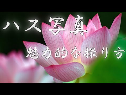 ハス写真の魅力的な撮り方 Youtube