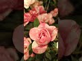 variegated roses. #flowershorts #roses #gardenroses #roselove #fypyoutube