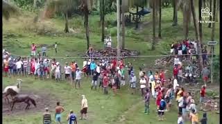 horse fighting @davao occidental 02/14/2023 screenshot 3