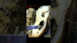 different hoof damages #animal #hoof #satisfying #cow #asmr #foryou #oddlysatisfying