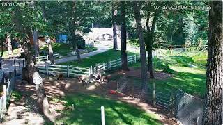 Dys Yard 916Am Carly Brings Harley Angus To Pond Paddcok Goaties In Frt Paddock 792024