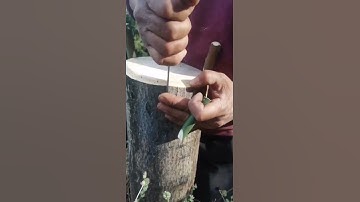 Cách ghép cây xoài # hướng dẫn ghép cành