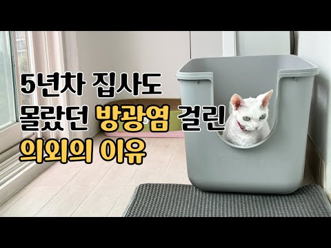 캣타워 찾으면서 리뷰만 1,000개 읽었어요