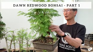 Creating a Dawn Redwood Bonsai - Part 1
