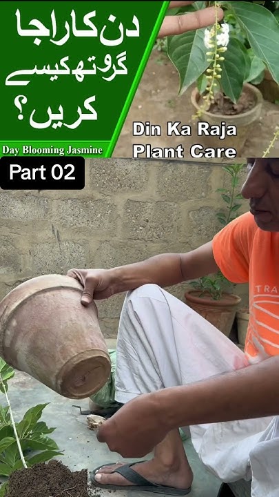 How To Care For Din Ka Raja Plant Day Blooming Jasmine 2024 YouTube how-to-care-for-din-ka-raja-plant-day-blooming-jasmine-2024-youtube