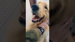 Doi o ? ir trabalhar eles ficam tristes? sabem que só voltamos amanhã golden retrivier e blue heller