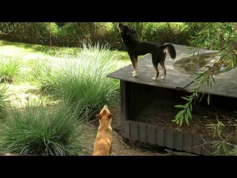 Video: Zašto dingoi zavijaju?