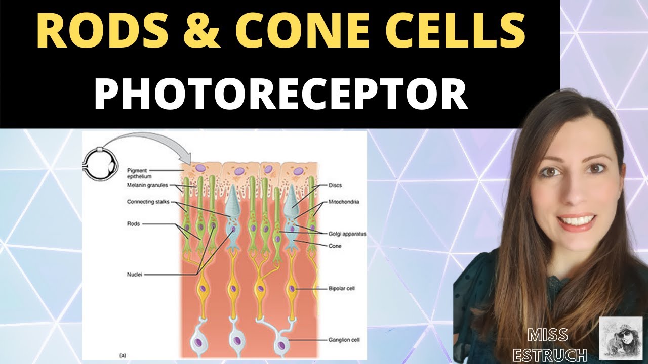 Rods and Cone cells: Photoreceptors in the human retina. A-level ...