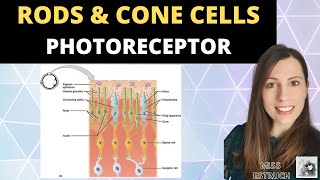 Rods and Cone cells: Photoreceptors in the human retina.  A-level Biology Nervous System