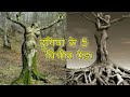 दुनिया के 5 अजीबो-गरीब पेड़ 5 Strange and Weird Trees In The World That You Didn’t Know Exist.