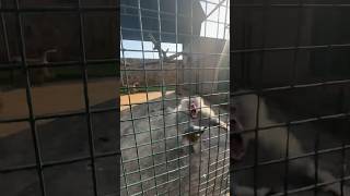 Baboon Monkey Attack #animals #monkey #wildlife #nature #wildanimals #angry #beautiful #animal #cute