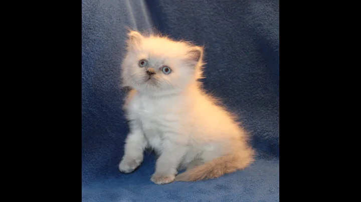 Video 1866511: persian himalayan kittens, blue point himalayan persian, male persian himalayan, persians cfa kitten