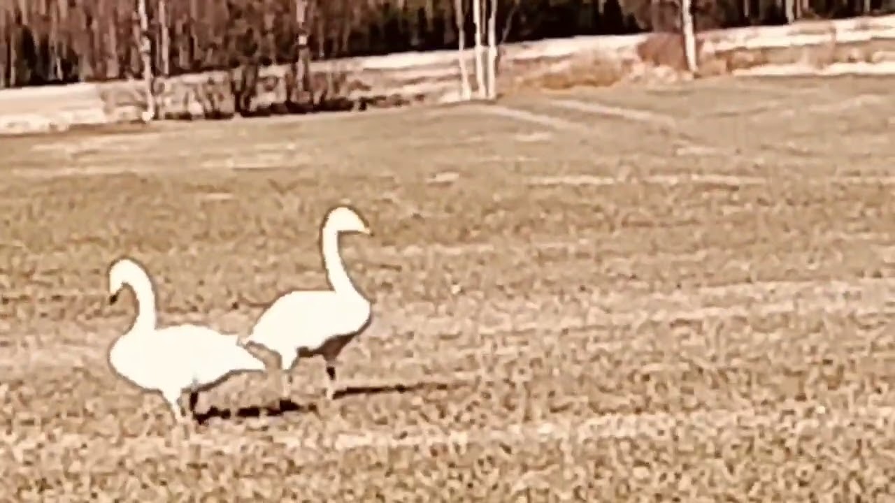 JOUTSENPELTO SWANFIELD  FINLAND 7.4.2025