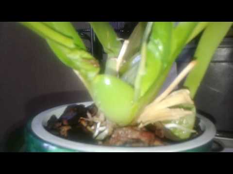 ორქიდეომანია # ორქიდეა - ონციდიუმი 5