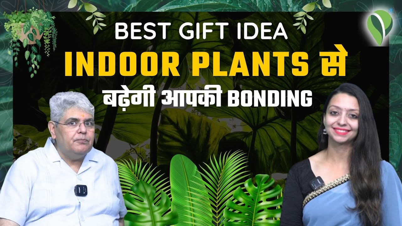 How do Gift Indoor Plants Enhance Relationships ? | Pariworld | India's Best Indoor Plant Seller