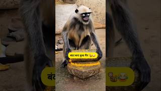 बंदर बना कुक मैंन🤣 #funny #thetharpuns #shilpisaroja #comedy #shorts #trending