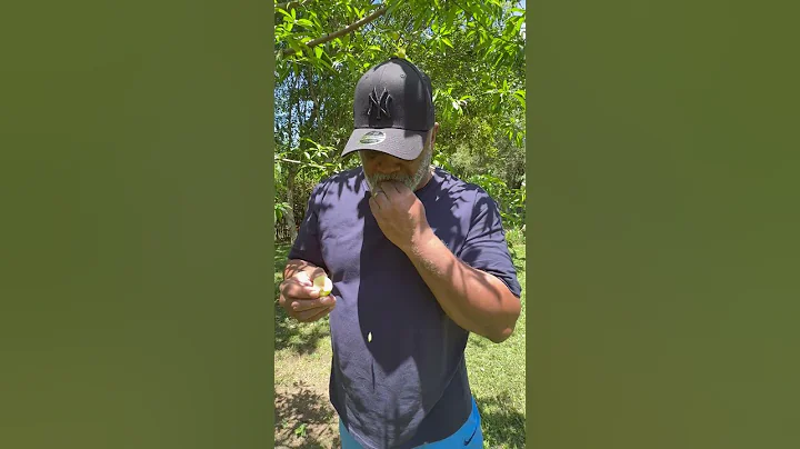 Looking at Pêssego + Pitanga Fruit Trees in Tatuí!