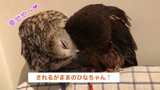 かわいすぎるモリフクロウの説明