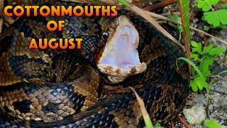 The Snake That Chased Me! Herping for Rattlesnakes, Cottonmouth & Lost Footage?