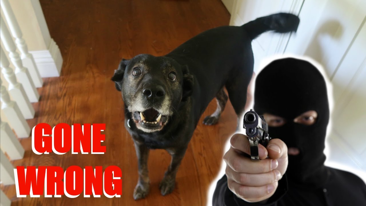 Burglar PRANK on my Dog! (GONE WRONG) YouTube
