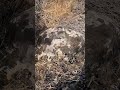 panoramica di Sa Icu Dorgali #archeologia #travel #sardegna #misteri