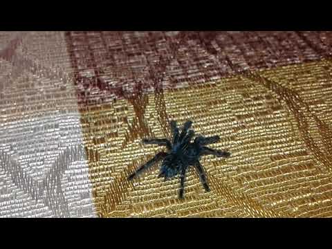Видео: Паяците Тарантула са готови да станат следващият модерен домашен любимец