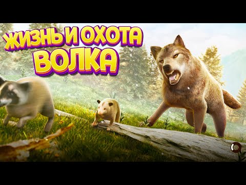 ЖИЗНЬ И ОХОТА ВОЛКА ( The Wolf )