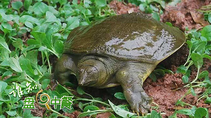 甲魚養殖迎來豐產豐收！這裡養的甲魚味道竟然出奇鮮美，究竟有什麼奧秘？|「誰知盤中餐」20220913 - 天天要聞