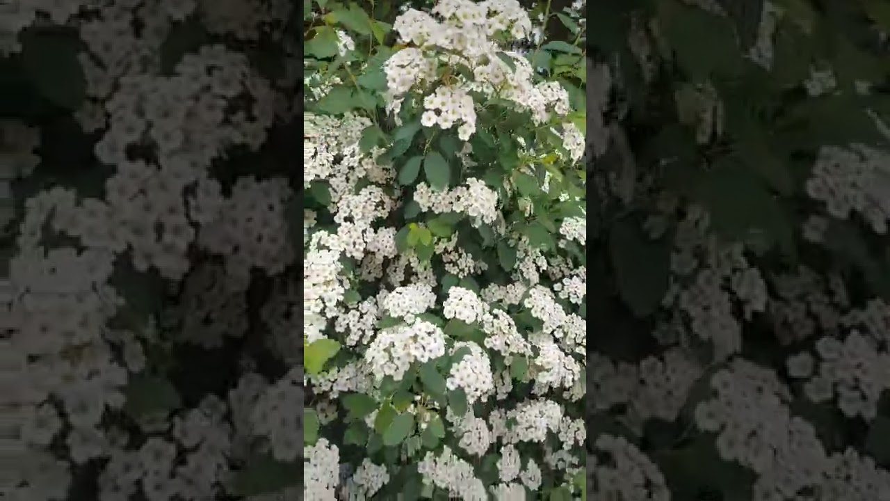 Snowmound Spirea