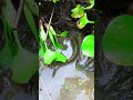 Nalike anderse milgaya kitnesare macchli🐟😲(1567) cannel fishing video #fishingtips