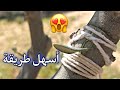 كيفية تطعيم الزيتون بسهولة How Are Olive Trees Grafted 