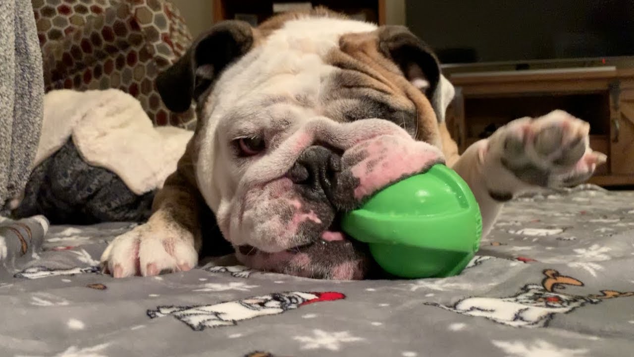 Reuben the Bulldog: Bedtime (In 3 Easy Steps) british bulldog price