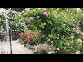 Пройдемте в сад, я покажу Вас розам. 05.06.2022 г. Пятигорск. Названия роз в описании под видео.