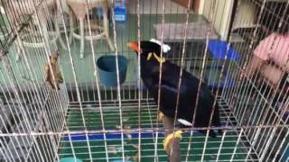 Download Lagu Beo pintar bicara MP3