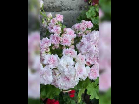 Розебудная пеларгония