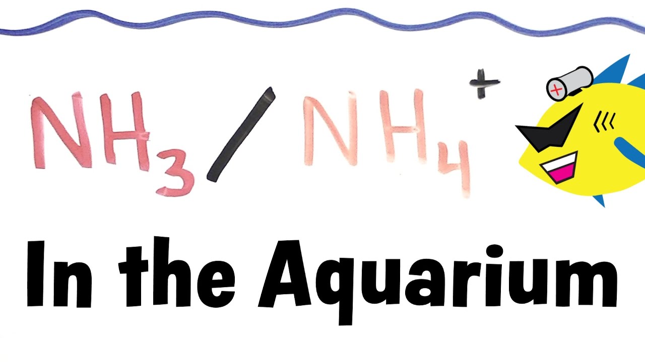 ammonia and ammonium in