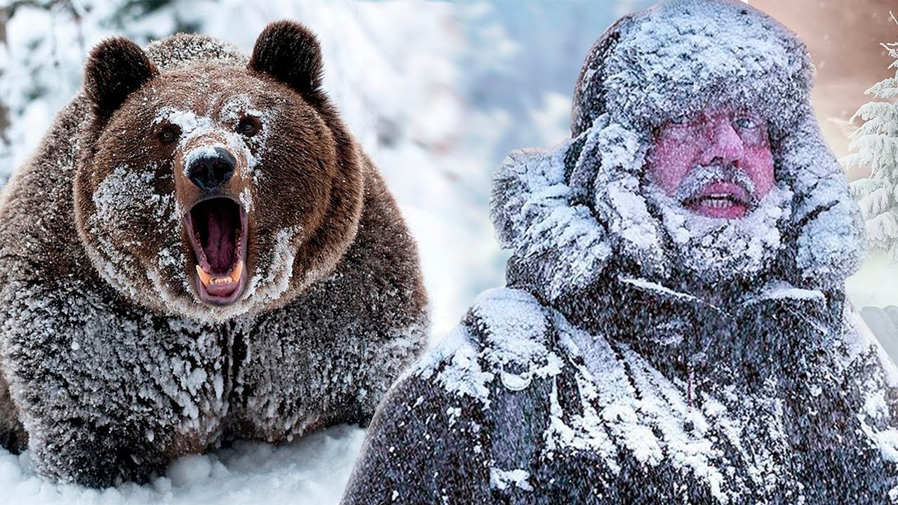 медведь гризли шатун. медведь шатун и бурый медведь. сибирский медведь шатун. медведь шатун википедия. бурый медведь в снегу.