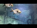 🐠 ВОРОНЕЖСКИЙ ОКЕОНАРИУМ // Наша семейная прогулка