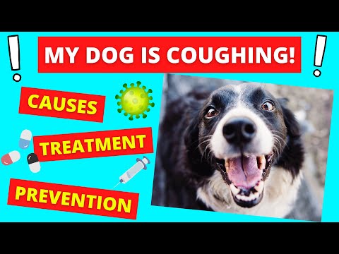 Why Is My Dog Coughing? (Causes, Treatment and Prevention)