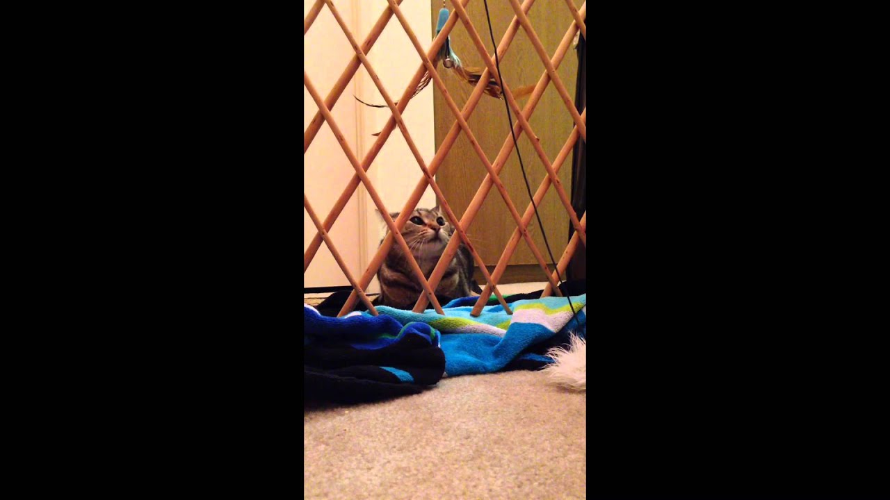 Cat learns how to hiss and growl YouTube